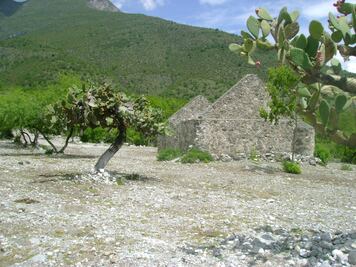 Hallan cuerpo de hombre dentro de una vaca muerta en Sonora