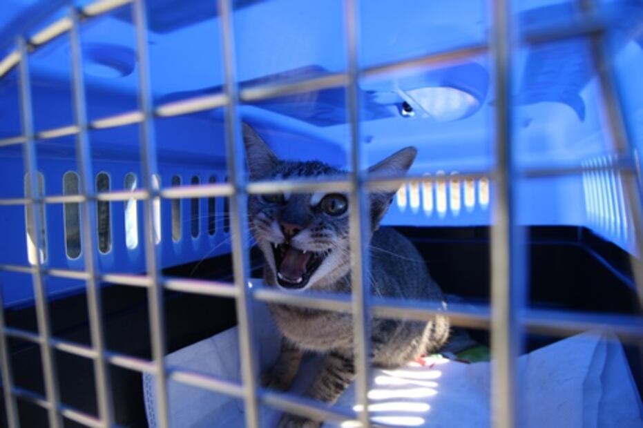 Agoniza Hospital Veterinario de CDMX por falta de recursos