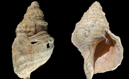 Una caracola permite "escuchar" los ecos de hace 18 mil años