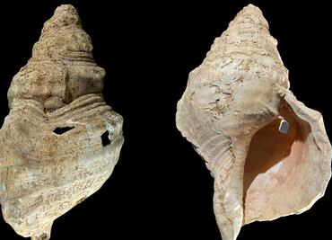 Una caracola permite "escuchar" los ecos de hace 18 mil años