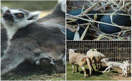 Parque Ecológico Zacango registra partos gemelares de tres especies 