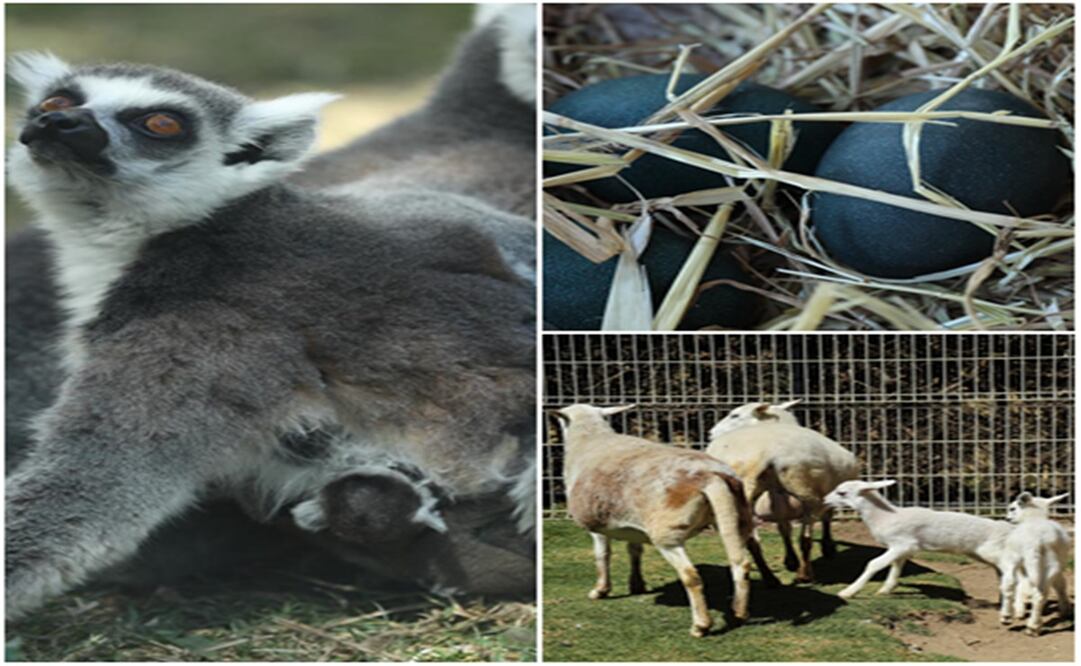 Foto: Jorge Alvarado/EL UNIVERSAL