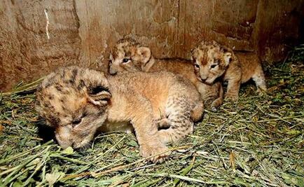 Nacen tres leones en el zoológico de Zacatecas