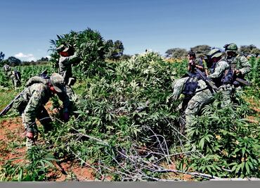 Sedena destruye un plantío de amapola y 2 de marihuana