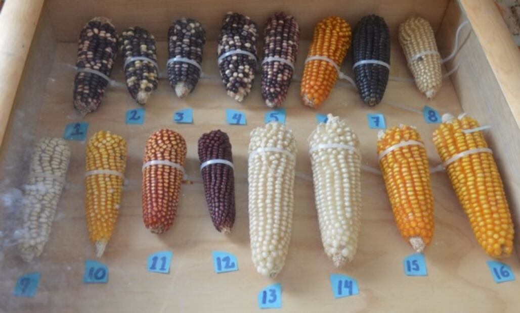 Incertidumbre ante el nuevo aumento del kilo de tortilla