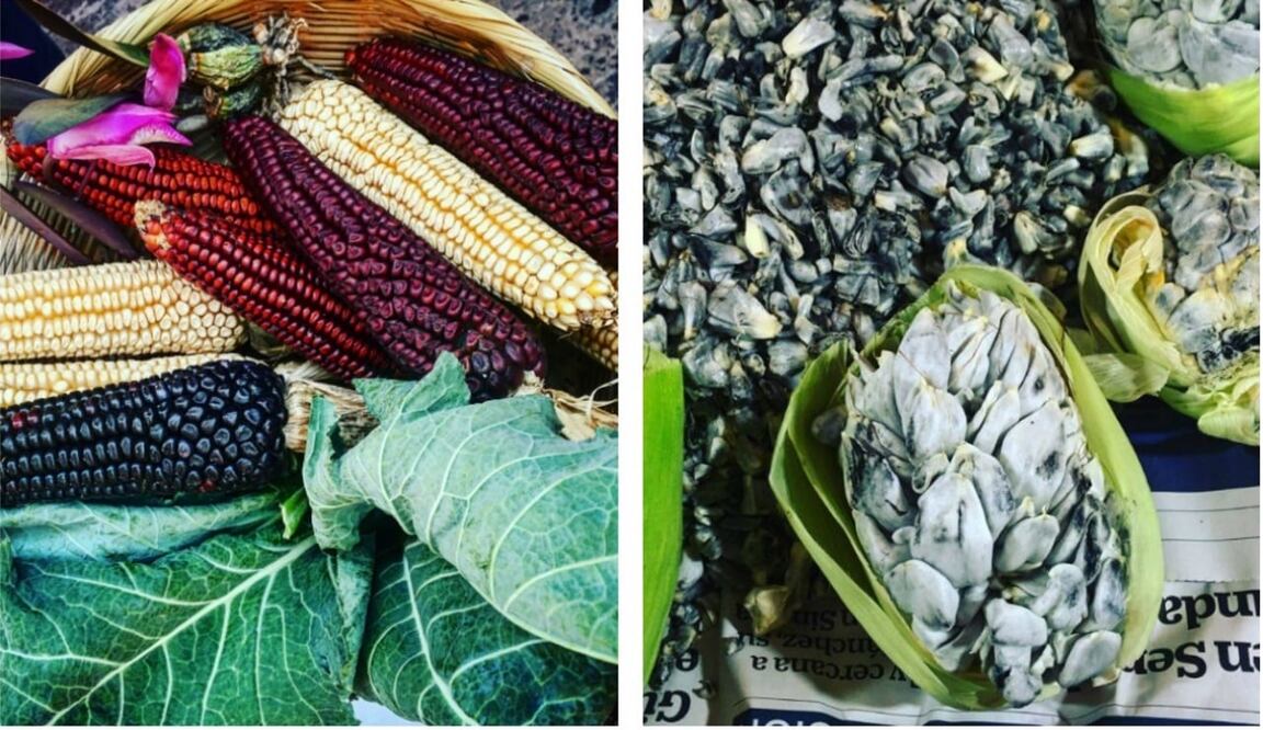 Photo: NATALIA DE LA ROSA / Picture of Michoacan variety of corn and huitlacoche.