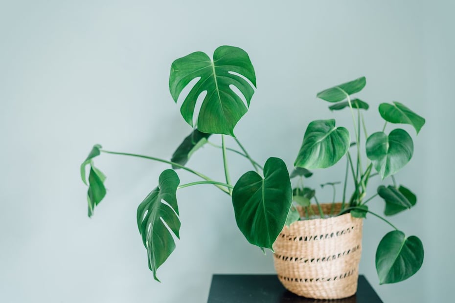 A pesar de ser una planta de interior, expertos han señalado que esta especie resulta ser tóxica para las mascotas. Foto: Pexels