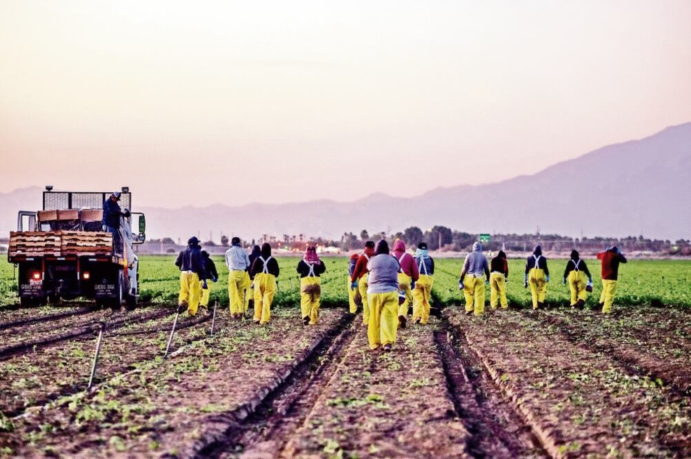 Coachella, comunidad agrícola ubicada a dos horas de Los Ángeles, es mundialmente conocida por su festival musical. Ahí, tres de cada cuatro habitantes son latinos y trabajan en el campo (YUNUEN BONAPARTE)