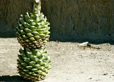 ¿Cuáles son los mejores tequilas y mezcales de este año?