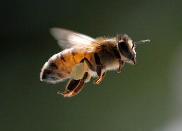 Suben muertes de abejas en invierno en EU