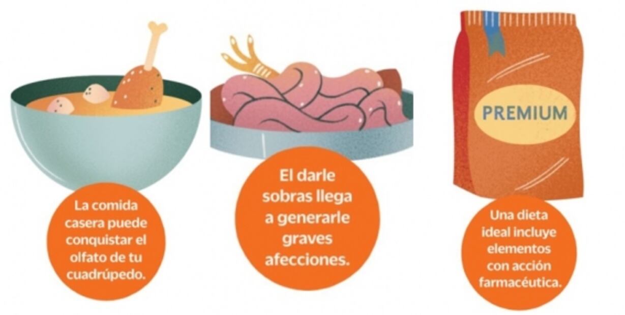 ¿Le das sobras y croquetas? ten cuidado, tu mascota puede vivir menos