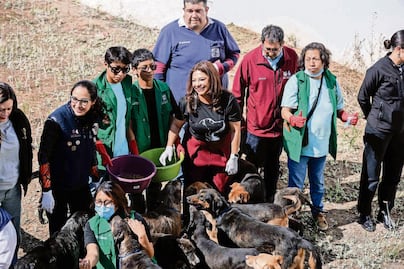 Promoverán adopción de canes rescatados