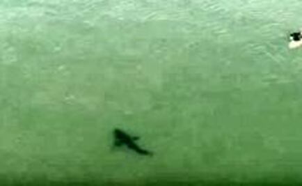 Dron capta a tiburón acercándose a surfista