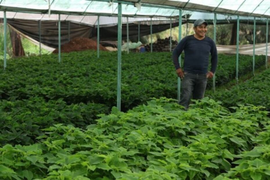 Esperan que Covid no marchite festividades