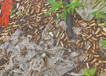 2,000 bone fragments found in Sinaloa