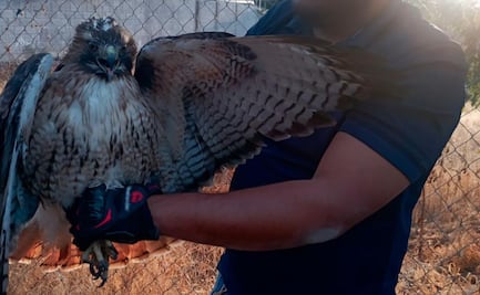 Rescatan desde boa, aguililla cola roja y cernícalo en Querétaro; vivían en cautiverio