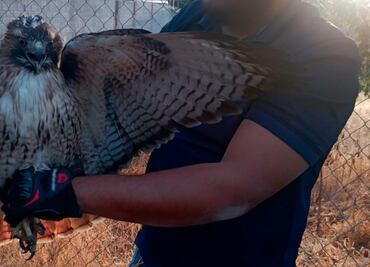 Rescatan desde boa, aguililla cola roja y cernícalo en Querétaro; vivían en cautiverio