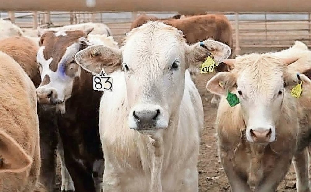 Los bovinos son la especie más afectada por el gusano barrenador. Foto: Especial