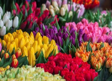 Día de las madres: Flores costarán 10% más, precios se disparan