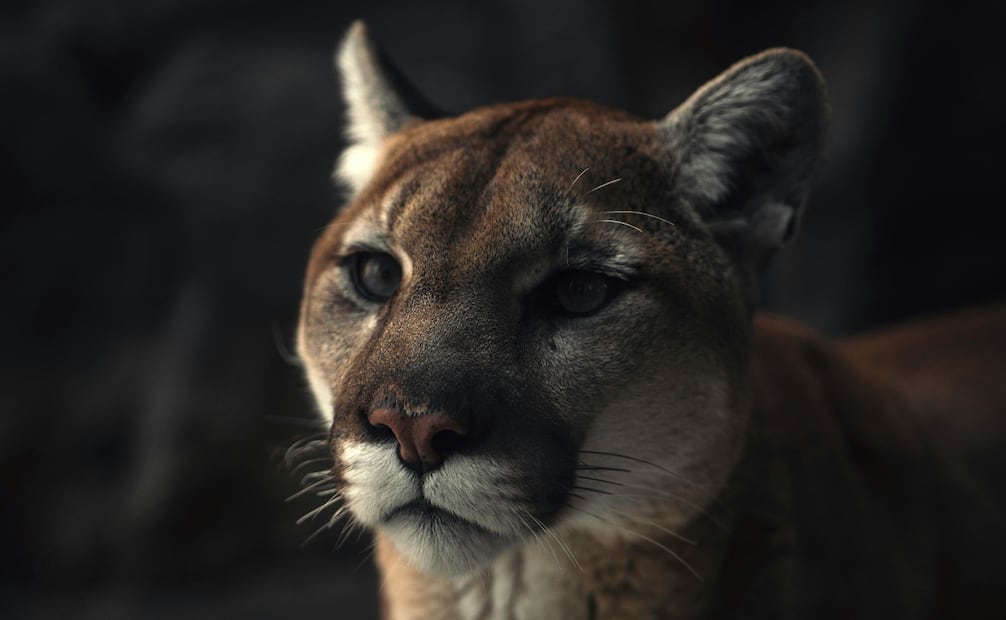 El puma es una de las especies en estado de amenaza en México, debido a la caza ilegal y la pérdida masiva de su hábitat. Foto: Canva