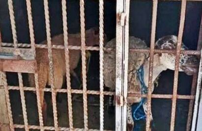 Por comer “pasto ajeno”, mandan a la cárcel a 2 borregos en Oaxaca; Fiscalía investiga crueldad animal