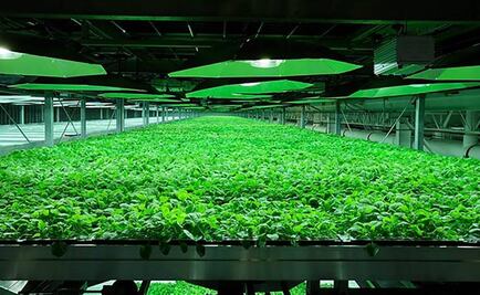 Crean proceso de producción de vacunas más veloz con hojas de tabaco