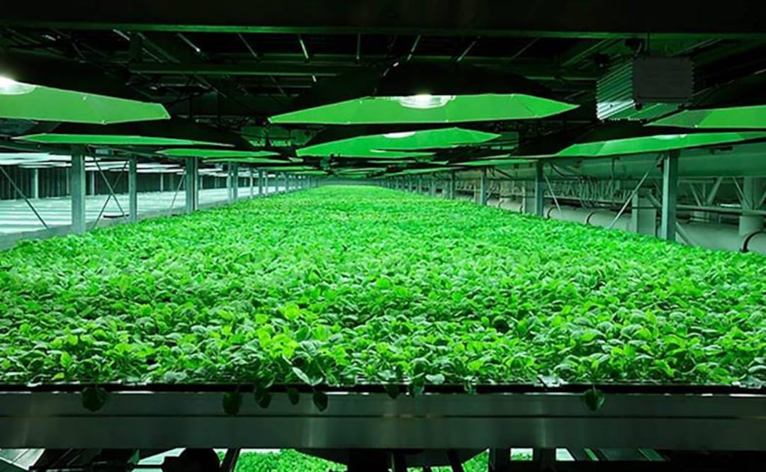 Los virus de la influenza (gripe) usados para desarrollar vacunas son generalmente cultivados en huevos de gallina, y el proceso de producción tarda alrededor de medio año en completarse. Foto: Archivo