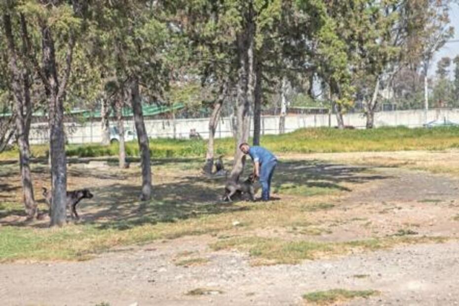 Mascotas maltratadas tienen otra oportunidad gracias a albergue