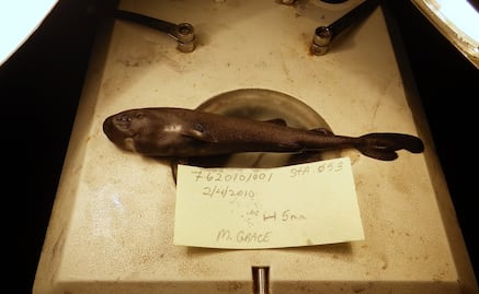 Hallan nueva especie de tiburón en el Golfo de México