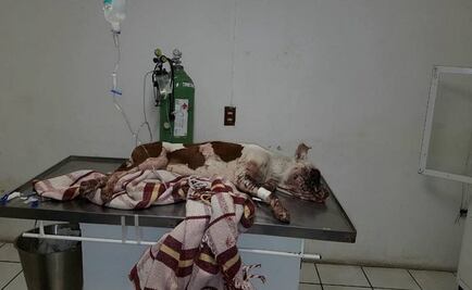 Muere perrita en Tlaquepaque; le tronaron cohete en un ojo