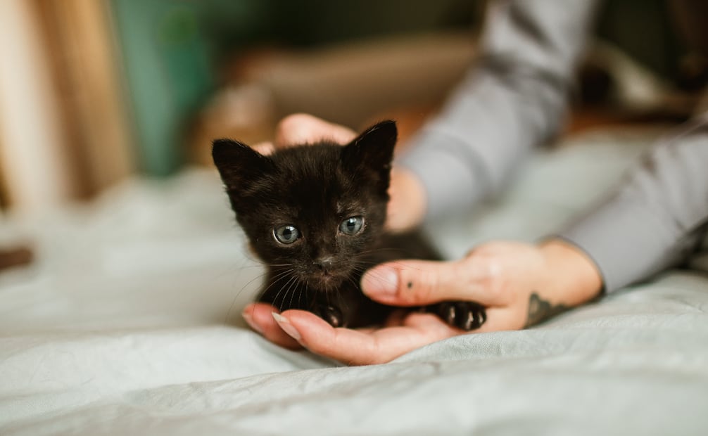 Las 12 a 14 primeras semanas de vida son el periodo clave para que los gatos aprendan a convivir. Foto: Canva