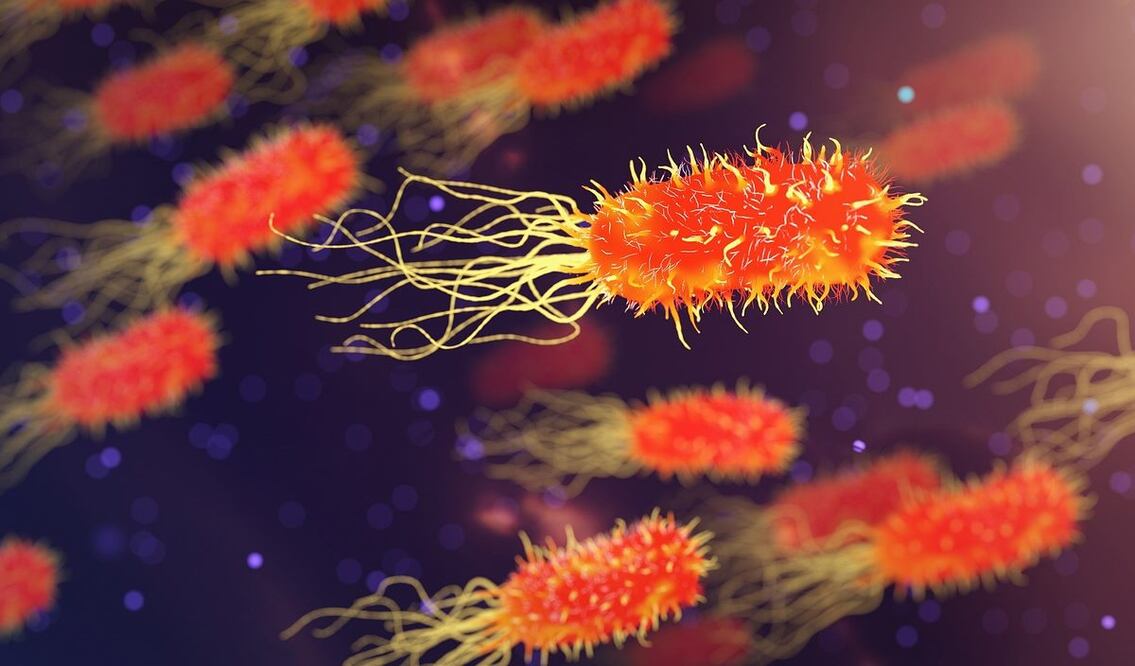 bacteria. / Foto: Pixabay.