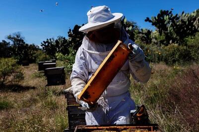Día Mundial de las Abejas: 5 experiencias en apiarios de México