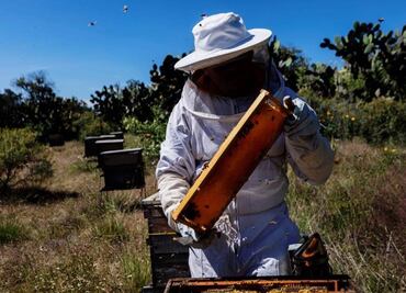 Reportan desplome en producción de miel por falta de floración en Yucatán