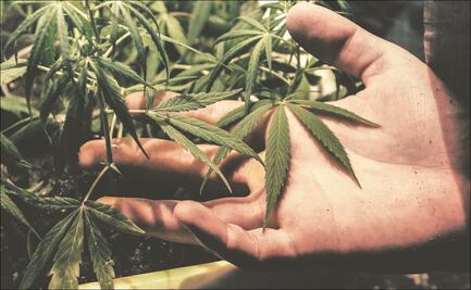 WADA quita a activo de la marihuana de su lista prohibida