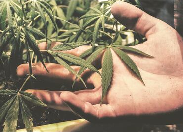 WADA quita a activo de la marihuana de su lista prohibida