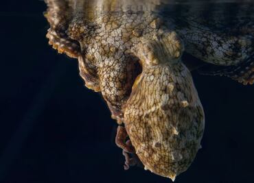 Graban cómo un pulpo cambia de color mientras duerme