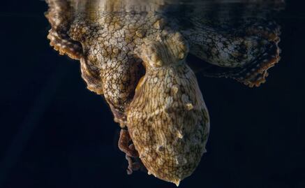 Graban cómo un pulpo cambia de color mientras duerme