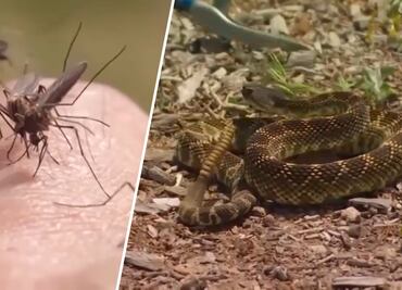 Estos son los animales más peligrosos del mundo, según experta