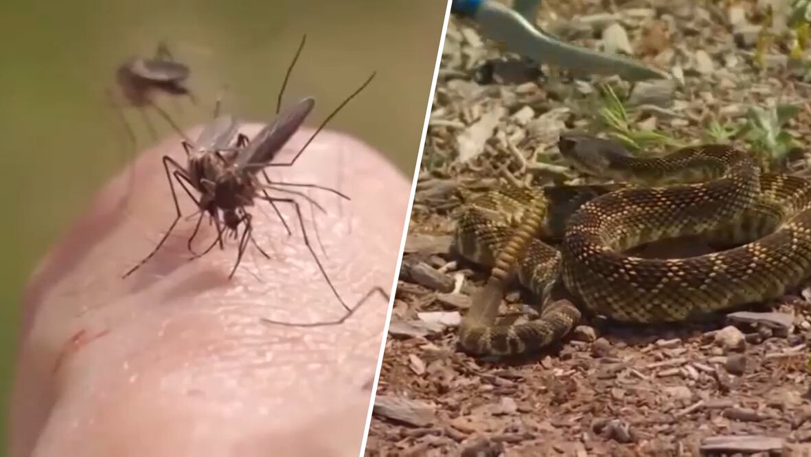 Podemos definir la peligrosidad de un animal o un ser vivo en términos de fuerza, muerte causada, velocidad o estrategia, sabemos que hay muchas variables. Foto: Archivo / EL UNIVERSAL