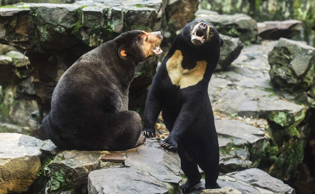 Osos malayos en el zoológico de Hangzhou, en China. Foto: Vía AFP