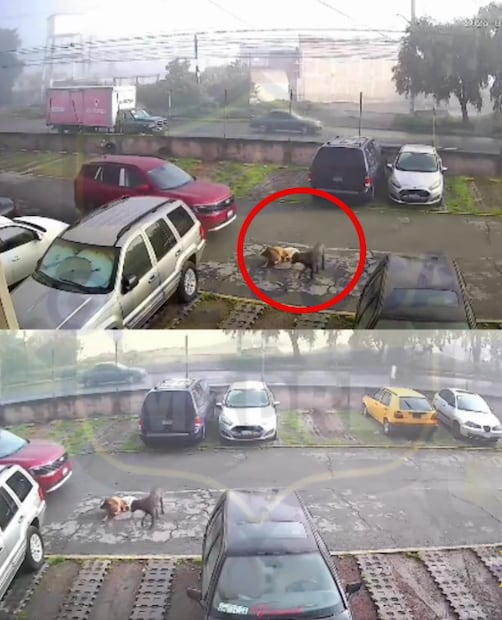 El perrito blanco se encontraba durmiendo junto con otras dos mascotas cuando ocurrió el incidente. Foto: X @QuePocaMadre_Mx