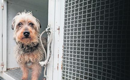 Aumentan denuncias por maltrato animal en Huixquilucan