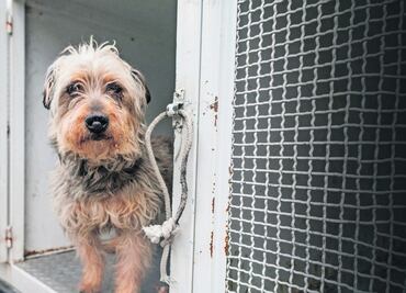 Aumentan denuncias por maltrato animal en Huixquilucan