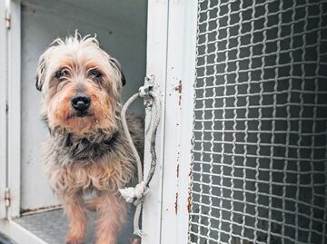 Aumentan denuncias por maltrato animal en Huixquilucan