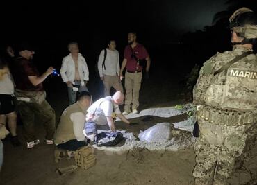 Marina localiza 61 nidos de tortuga "golfina" en costas de Michoacán; asegura seis mil 294 huevos de la especie