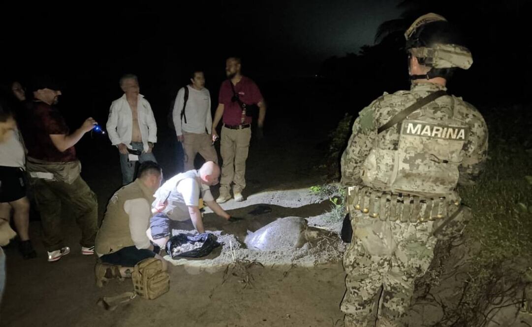 Marina anuncia aseguramiento de seis mil 294 huevos de tortuga en costas de Michoacán este lunes 1 de septiembre de 2025. Foto: Semar
