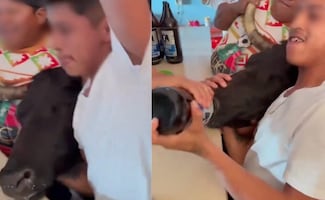 Reportan caso de maltrato animal en Yucatán; obligan a toro a beber alcohol