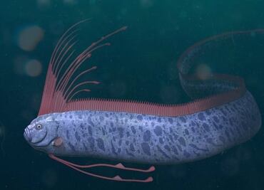 VIDEO: Pescadores capturan un pez remo en Chiapas ¿Señal de terremoto? Esto se sabe de la especie y sus mitos