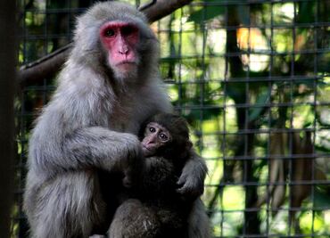 Morena busca desaparecer los zoológicos en la CDMX